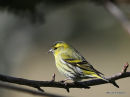 Siskin, Tarin des aulnes, male