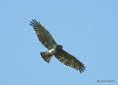 Short-toed Eagle, Circaete Jean-le-Blanc