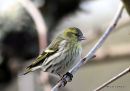 Siskin female