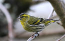Siskin male