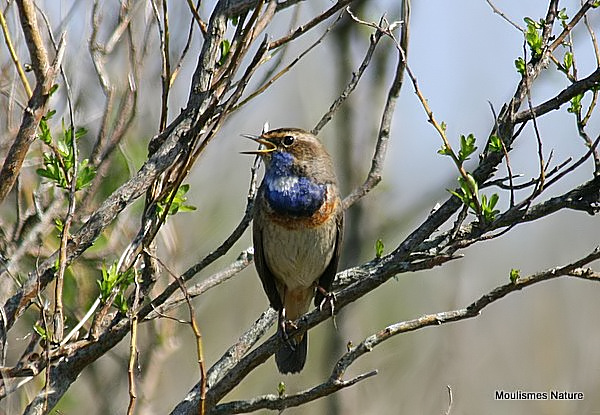 Bluethroat male