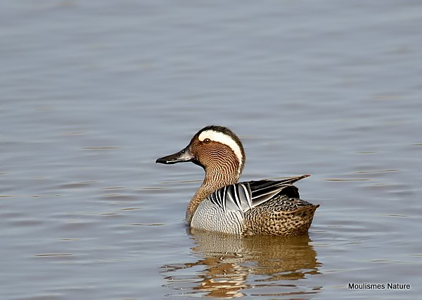 Garganey male, Sarcelle d'ete