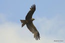 Black Kite adult