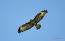 juvenile