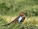 Montagu's Harrier, Busard cendre, 2nd-yr female; tagged 4/7/08 at Doux (79) 
