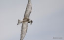 juvenile
