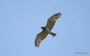 Short-toed Eagle adult