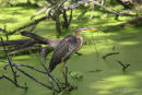 Purple Heron adult