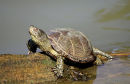 male