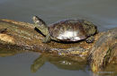 male