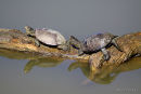 males