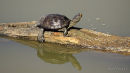male