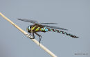Migrant Hawker male