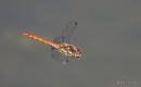 Common Darter male