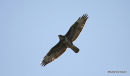 juvenile