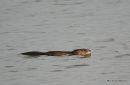 Muskrat