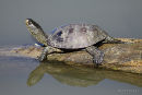 male