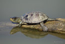 male