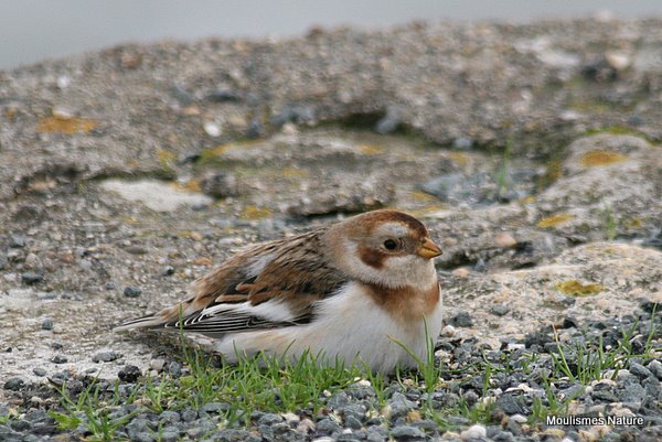 Snow Bunting male