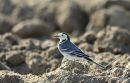 White Wagtail adult-winter