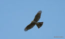 Sparrowhawk, Epervier d'Europe
