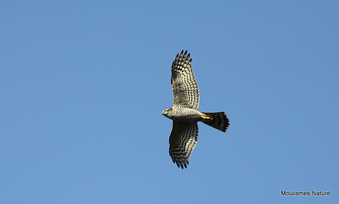 Sparrowhawk female