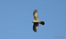 Sparrowhawk female