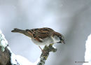 House Sparrow male