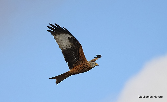 Red Kite adult