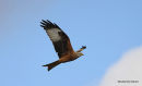 Red Kite adult