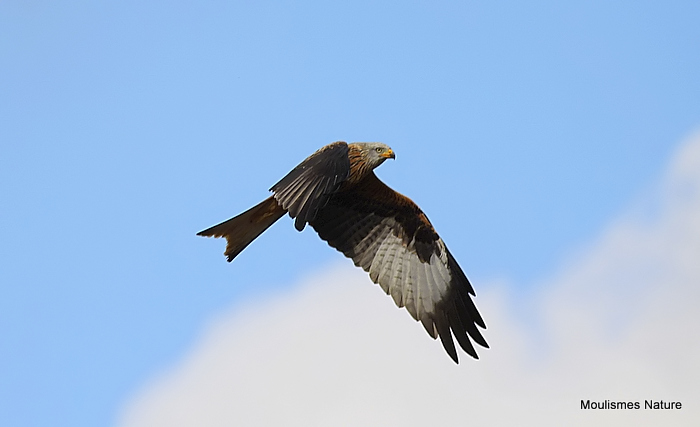 Red Kite adult
