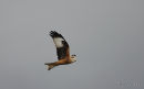Red Kite adult