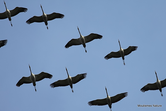 en migration