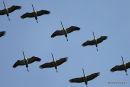 en migration