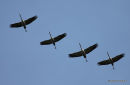 en migration