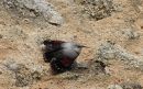 Wallcreeper ad-winter