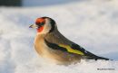 Goldfinch