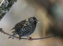 Starling
