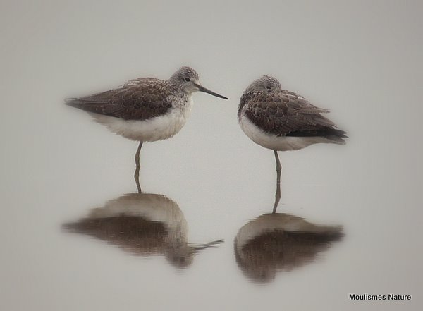 Greenshanks