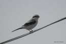 Great Grey Shrike