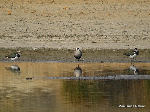 Sociable Plover, Vanneau sociable