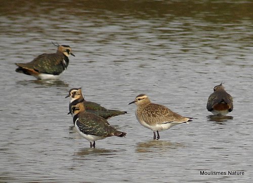 Sociable Plover juvenile