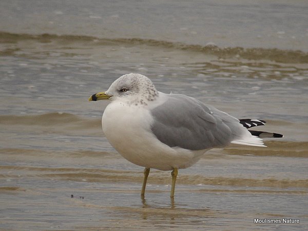 Ring-billed Gull adult-winter