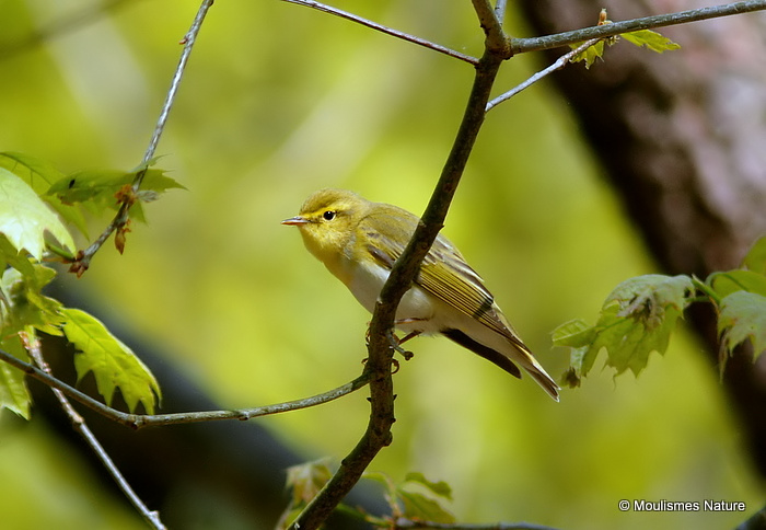 Wood Warbler, Pouillot siffleur
