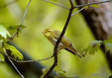 Wood Warbler, Pouillot siffleur