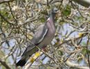 Wood Pigeon, Pigeon ramier