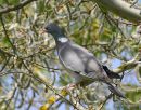 Wood Pigeon