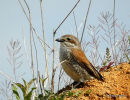 Red-backed Shrike female