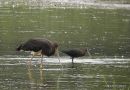 Black Stork, Cigogne noire, juv with Glossy Ibis ad-winter