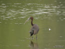 Glossy Ibis, Ibis falcinelle